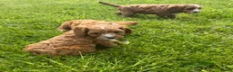 Cavapoo dogs for sale: Toy Cavapoo Puppies - Advert 17