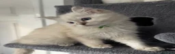 Ragdoll cats for sale: Stunning GCCF Ragdoll Kittens  in Clacton-on-Sea - Advert 9