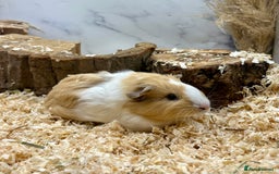 Guinea Pig rodents for sale: Lots of Baby Girls Guinea Pigs available 💗  - Image 8