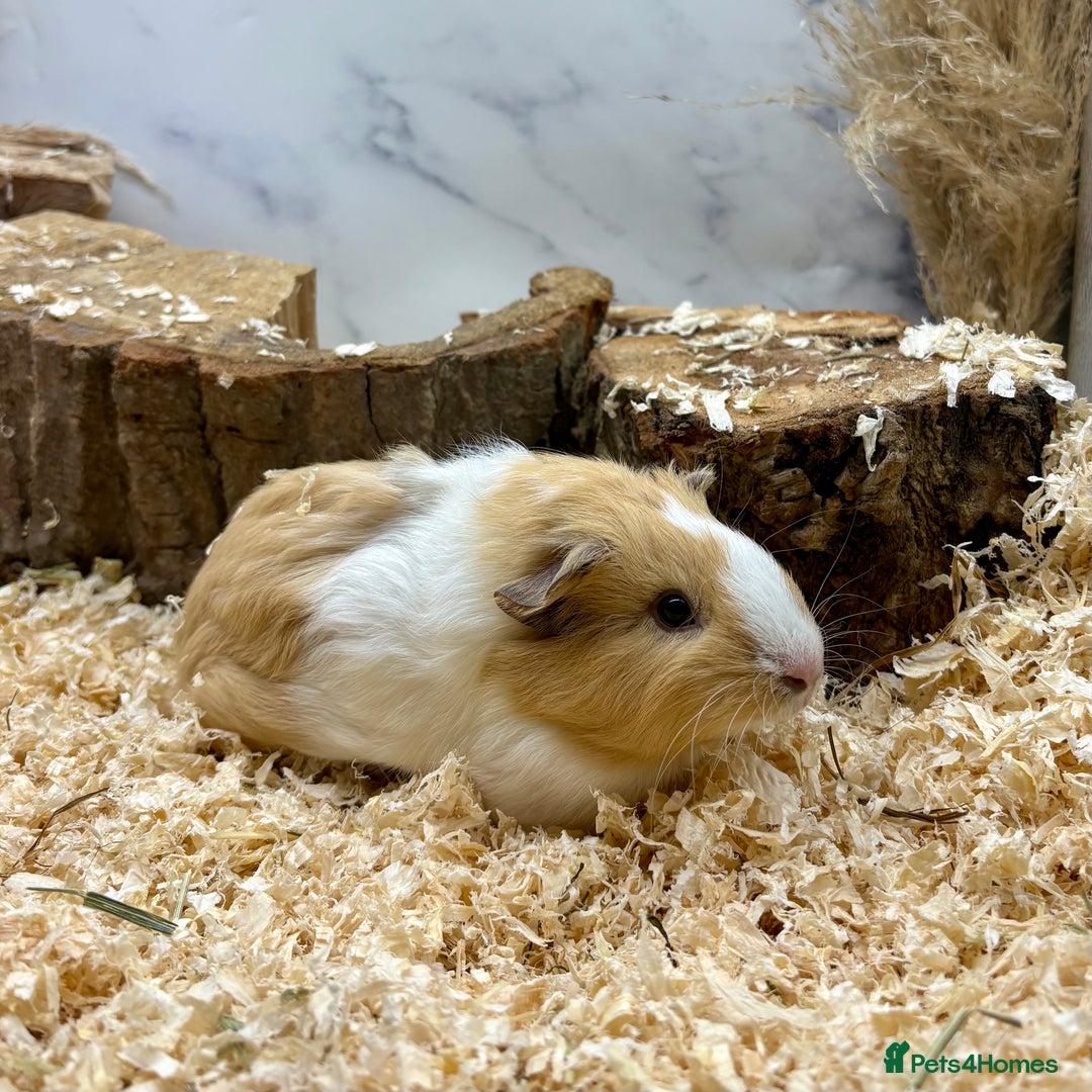 Guinea Pig rodents for sale: Lots of Baby Girls Guinea Pigs available 💗  - Image 8