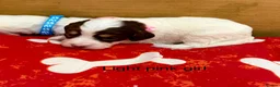 Sproodle dogs for sale: Sproodle Puppies from experienced, licensed breedr - Advert 5