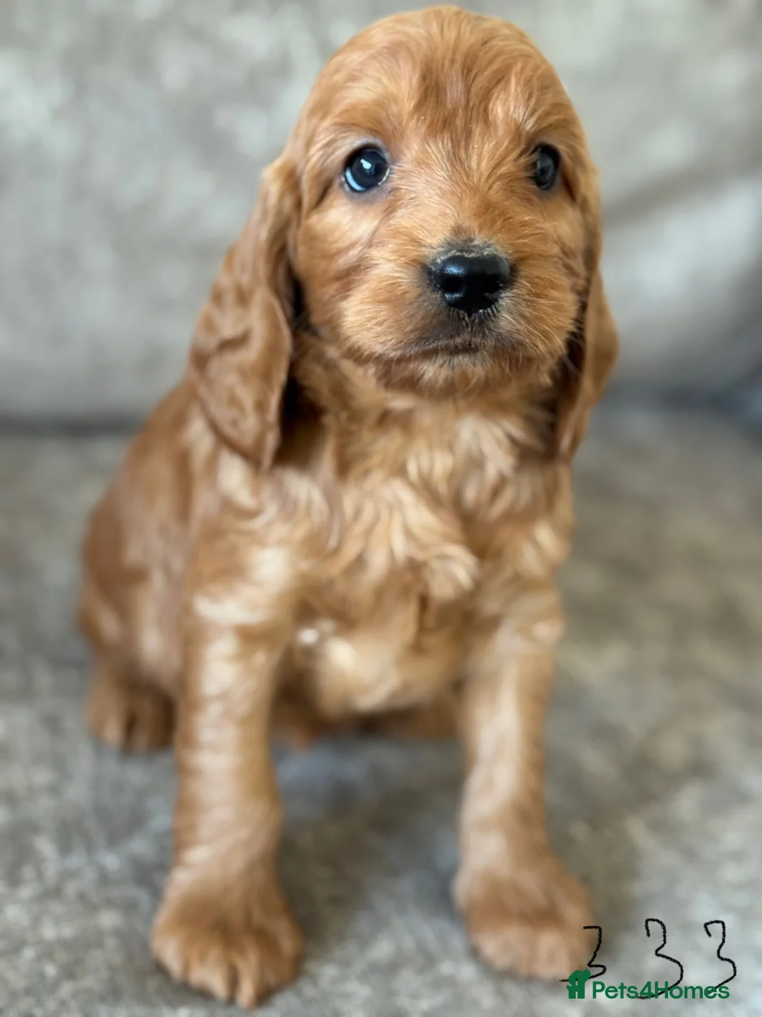 Cockapoo dogs for sale: BEAUTIFUL RED COCKERPOO LITTER  - Advert 12