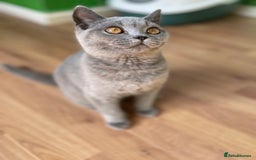British Shorthair cats for sale: Only 1 Active British Shorthair Girl Left  - Image 4