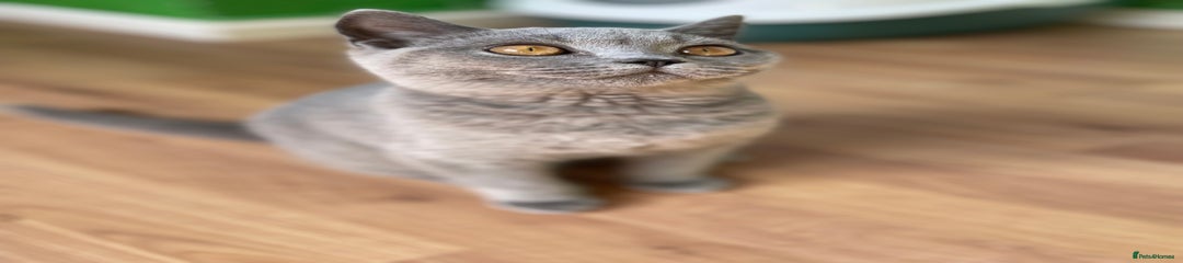 British Shorthair Kitten 1