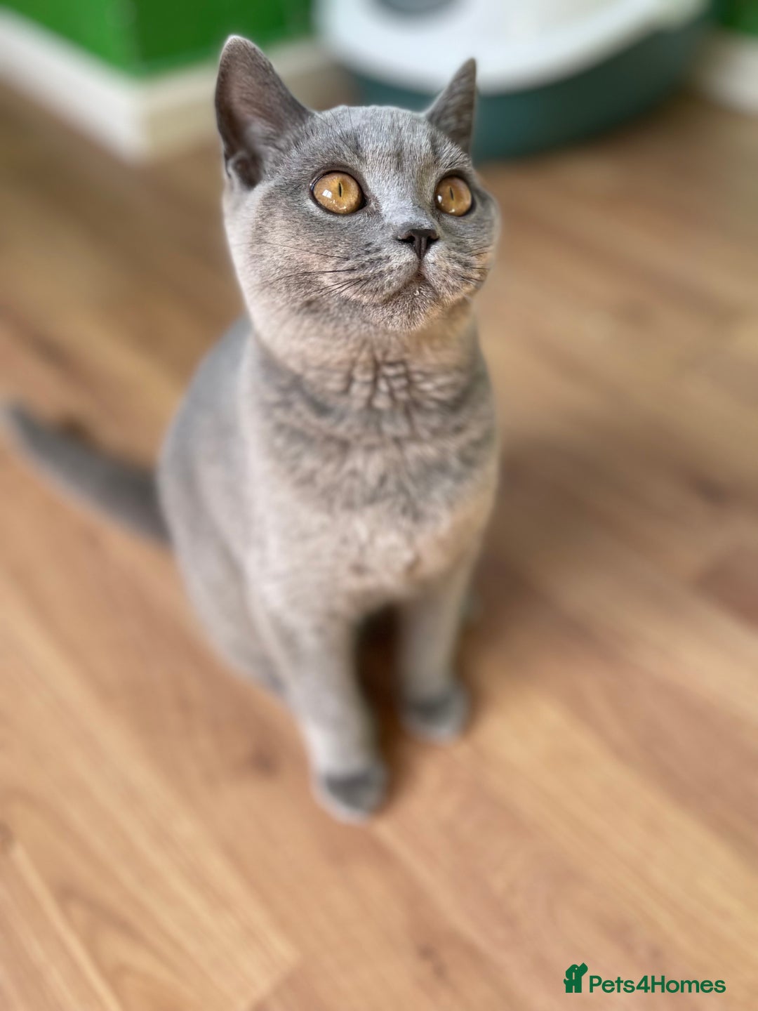 British Shorthair cats for sale: Only 1 Active British Shorthair Girl Left  - Image 4