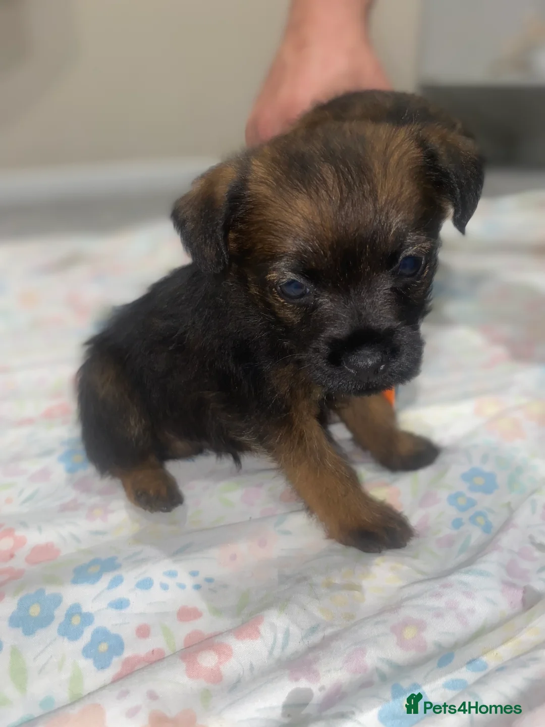 Border Terrier dogs for sale: 4 beautiful border terrier boys left  - Advert 3