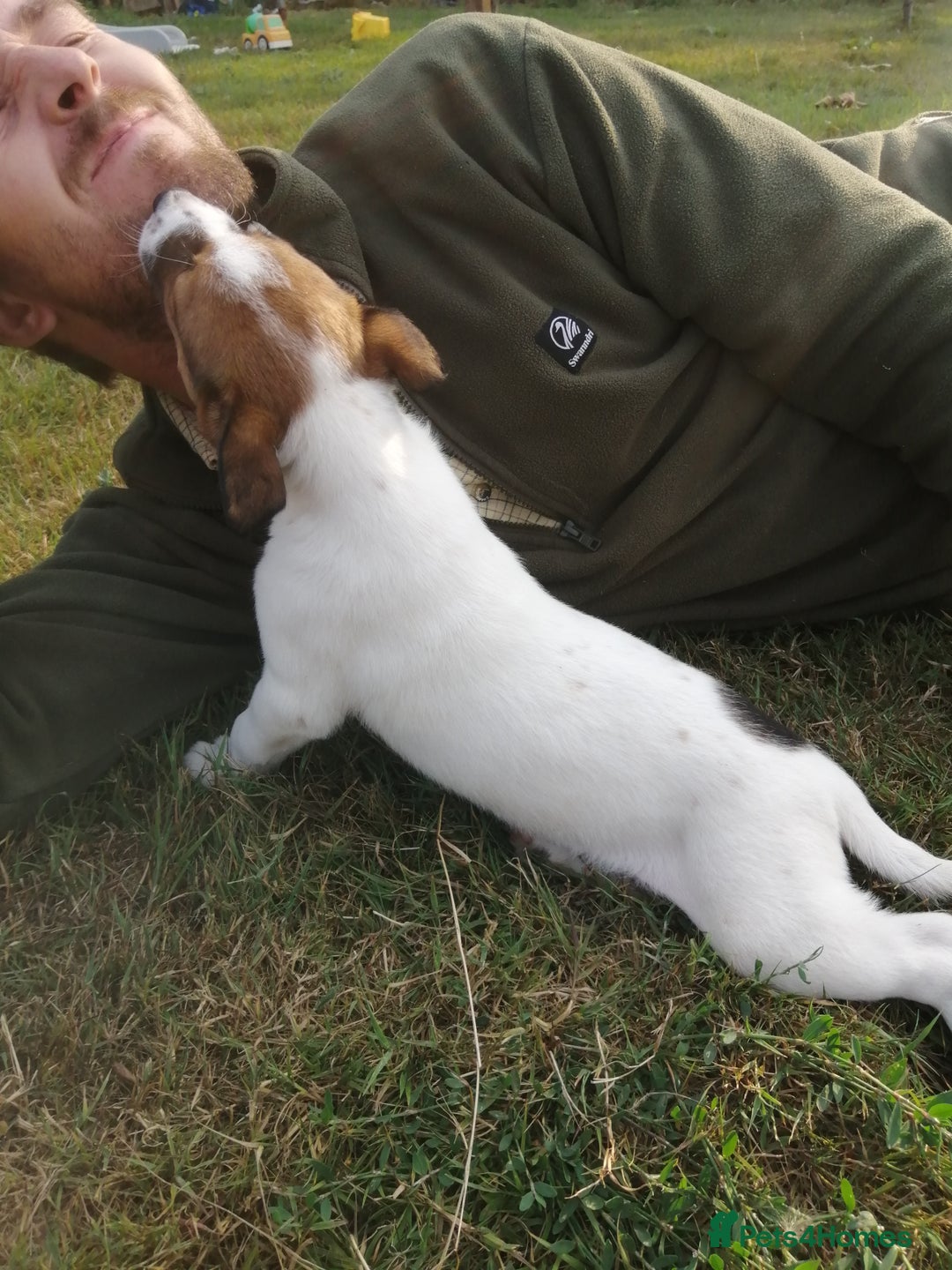 Mixed Breed dogs for sale: Beautiful lurcher puppies - Image 6