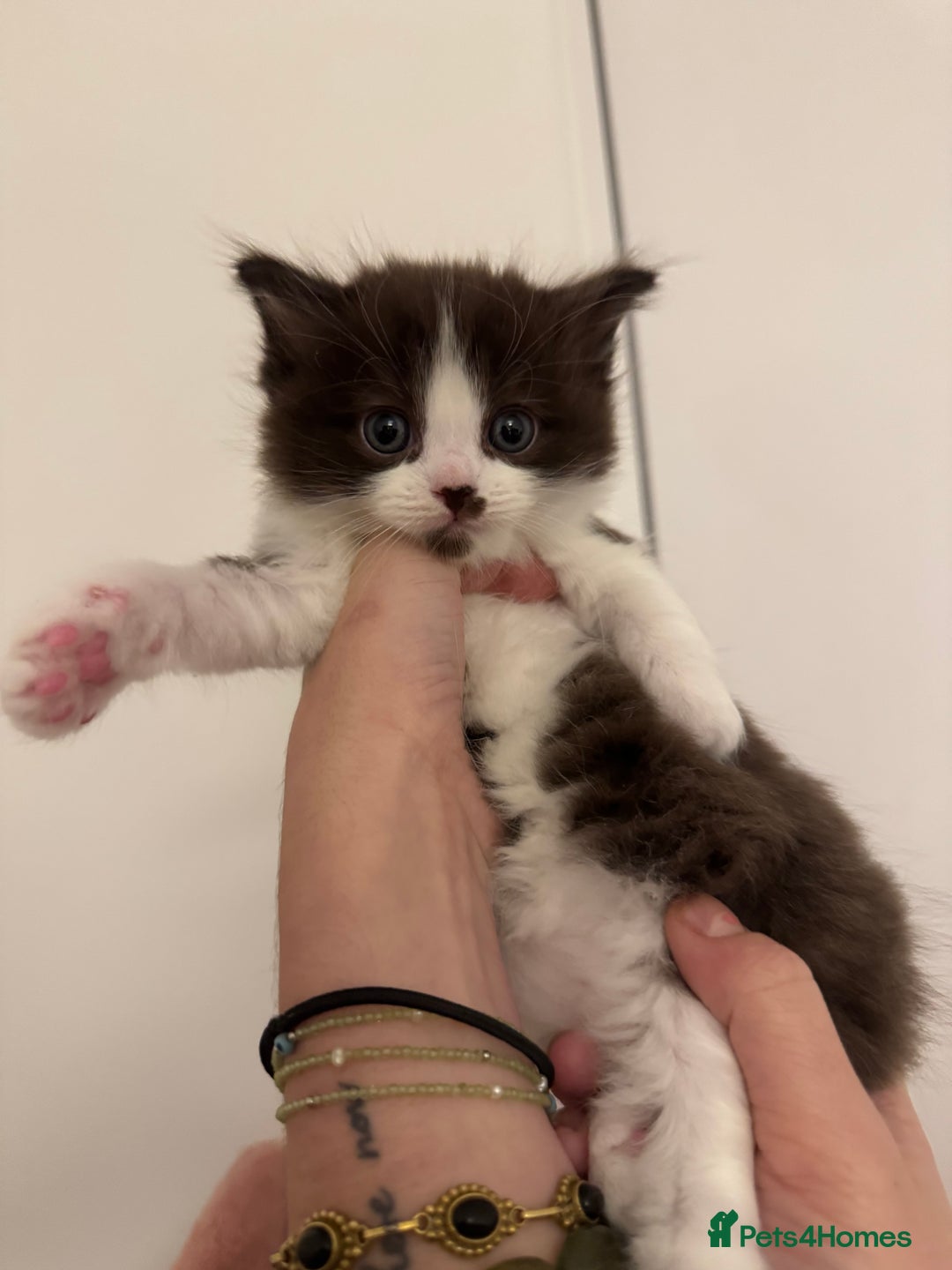 Ragdoll cats for sale: 5 beautiful kittens, 3/4 ragdoll 1/4 tabby - Advert 19