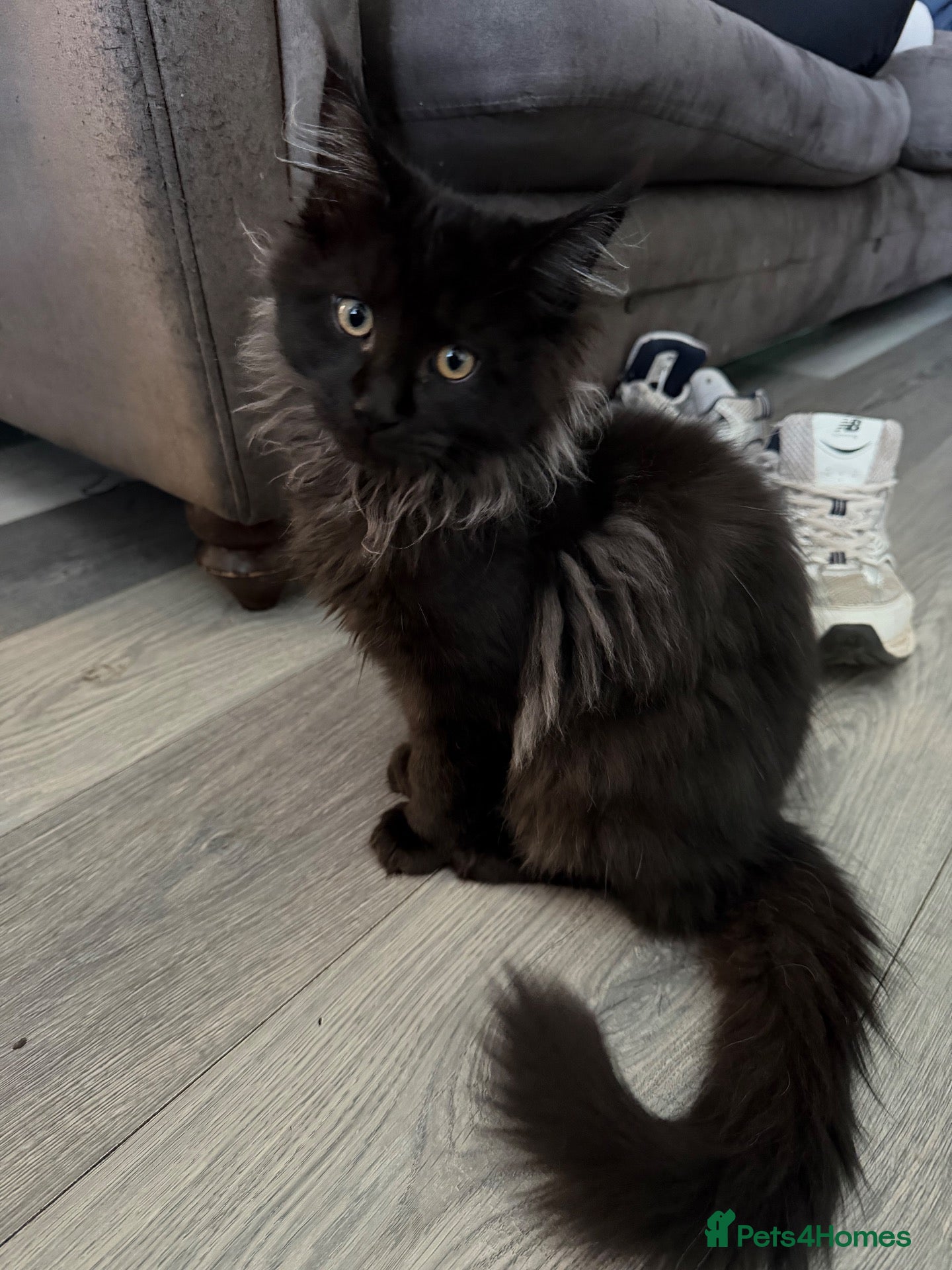 Maine Coon cats Tica registered black smoked male Maine coon - Advert 2