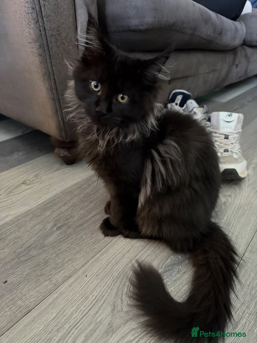 Maine Coon cats for sale: Tica registered black smoked male Maine coon - Advert 2