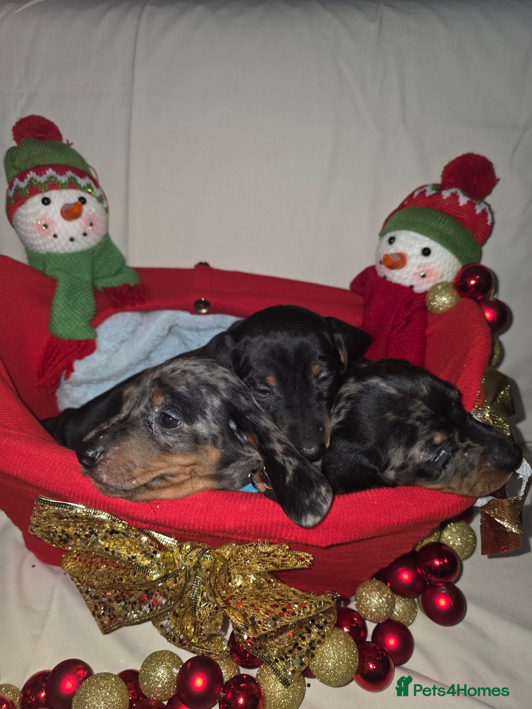 Miniature Dachshund dogs for sale: Miniature dachshund  - Advert 8
