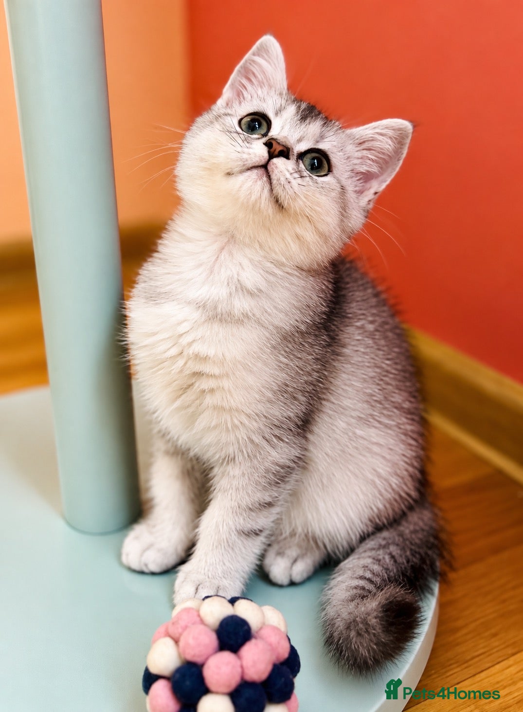 Scottish Fold cats 🩵🩷 Adorable pedigree kittens SF/ BSH - Advert 2