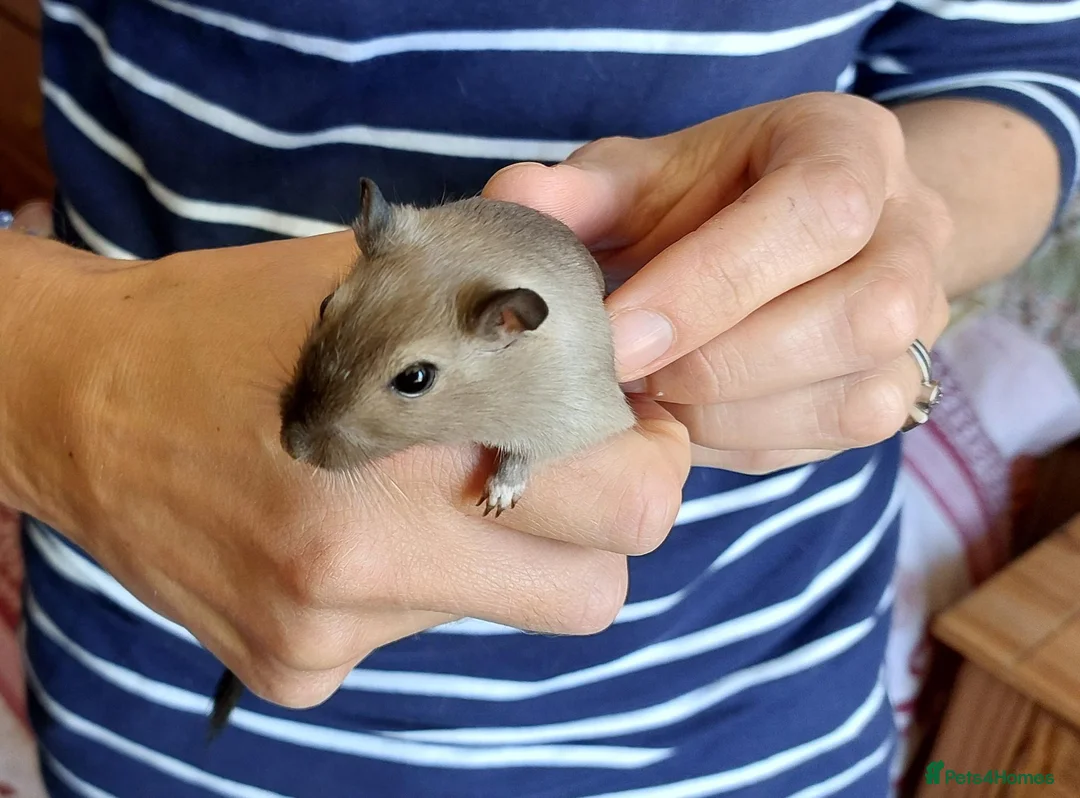 Gerbil rodents for sale: Two beautiful and gentle brothers in Cambridge - Advert 2