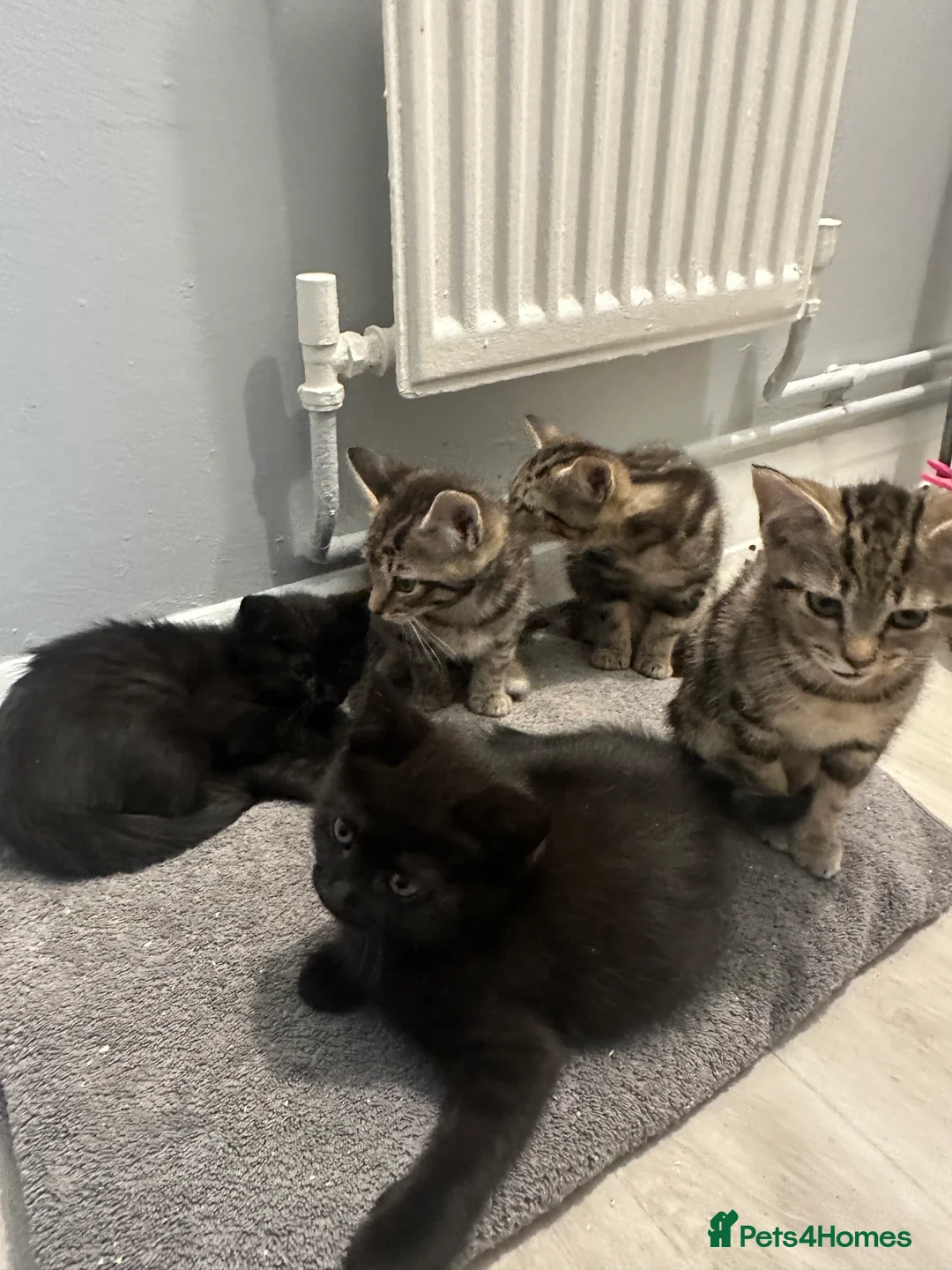 Maine Coon cats for sale: Maine coon cross Kittens 🐱  - Advert 12