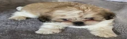 Mixed Breed dogs for sale: Maltese x Pekingese Puppies - Advert 12