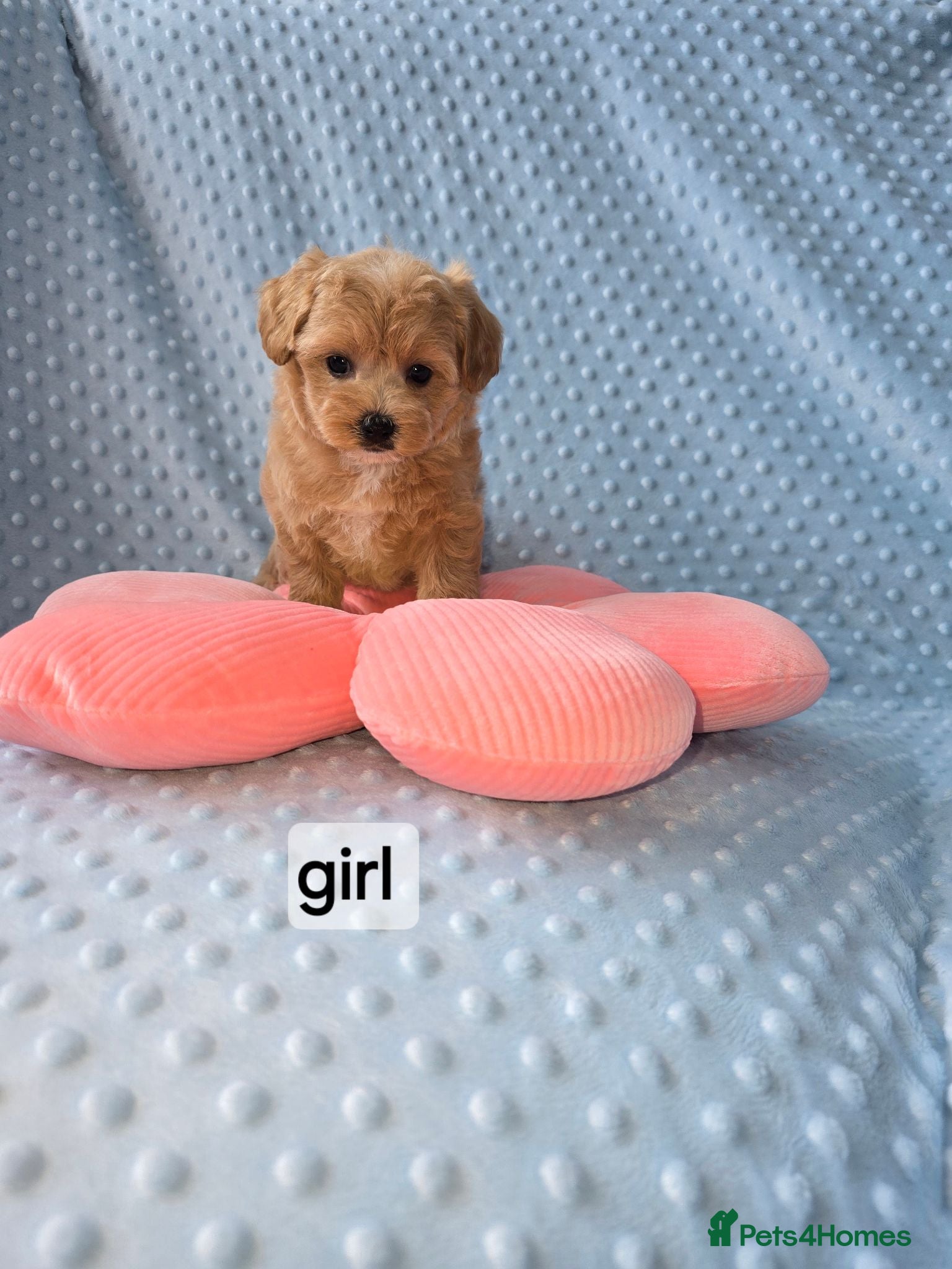 Maltipoo dogs  Beautiful  maltipoo  - Advert 1
