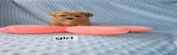 Maltipoo dogs for sale:  Beautiful  maltipoo  - Advert 11