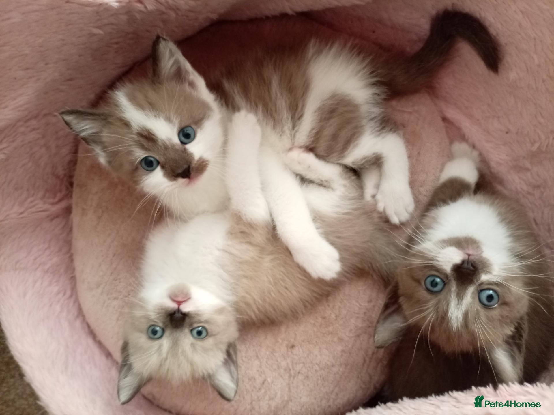 Mixed Breed cats Half sphynx half British shorthair kittens  - Advert 1