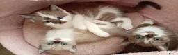 Mixed Breed cats for sale: Half sphynx half British shorthair kittens  - Advert 1