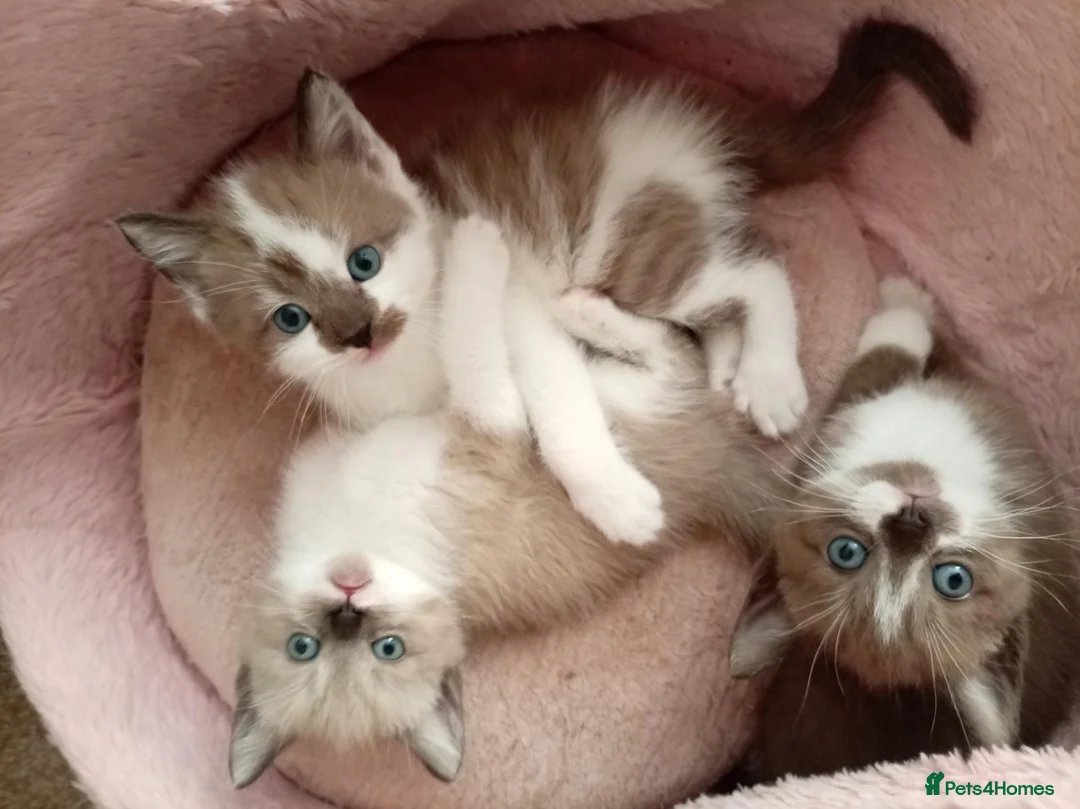 Mixed Breed cats for sale: Half sphynx half British shorthair kittens  - Advert 1