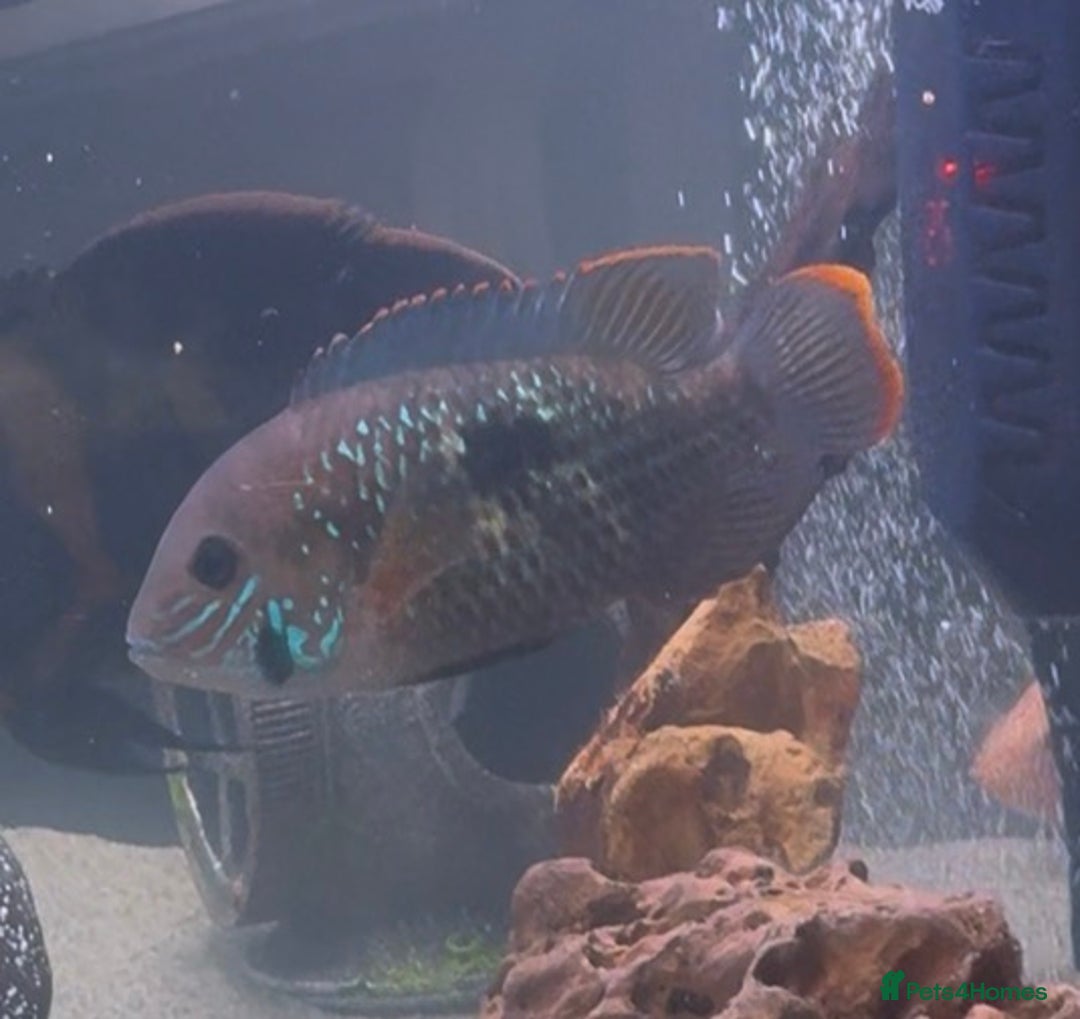 Cichlids fish for sale: Happy to consider reasonable offers - Advert 3