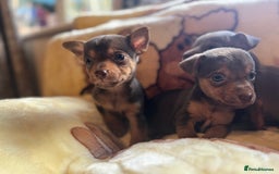 Jack Russell dogs for sale: Much Wenlock stunning miniature puppy  - Advert 14