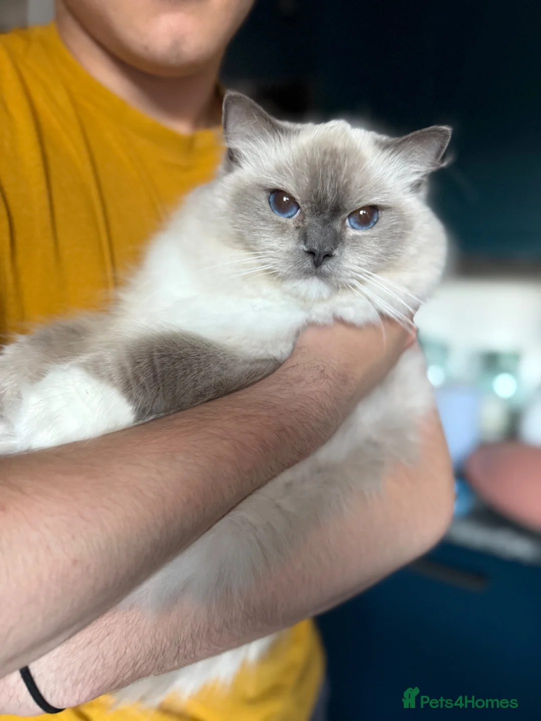 Ragdoll cats for sale: Beautiful ragdoll female  - Advert 1