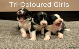Border Collie dogs for sale: Quality Confident Border Collie Puppies - Image 2