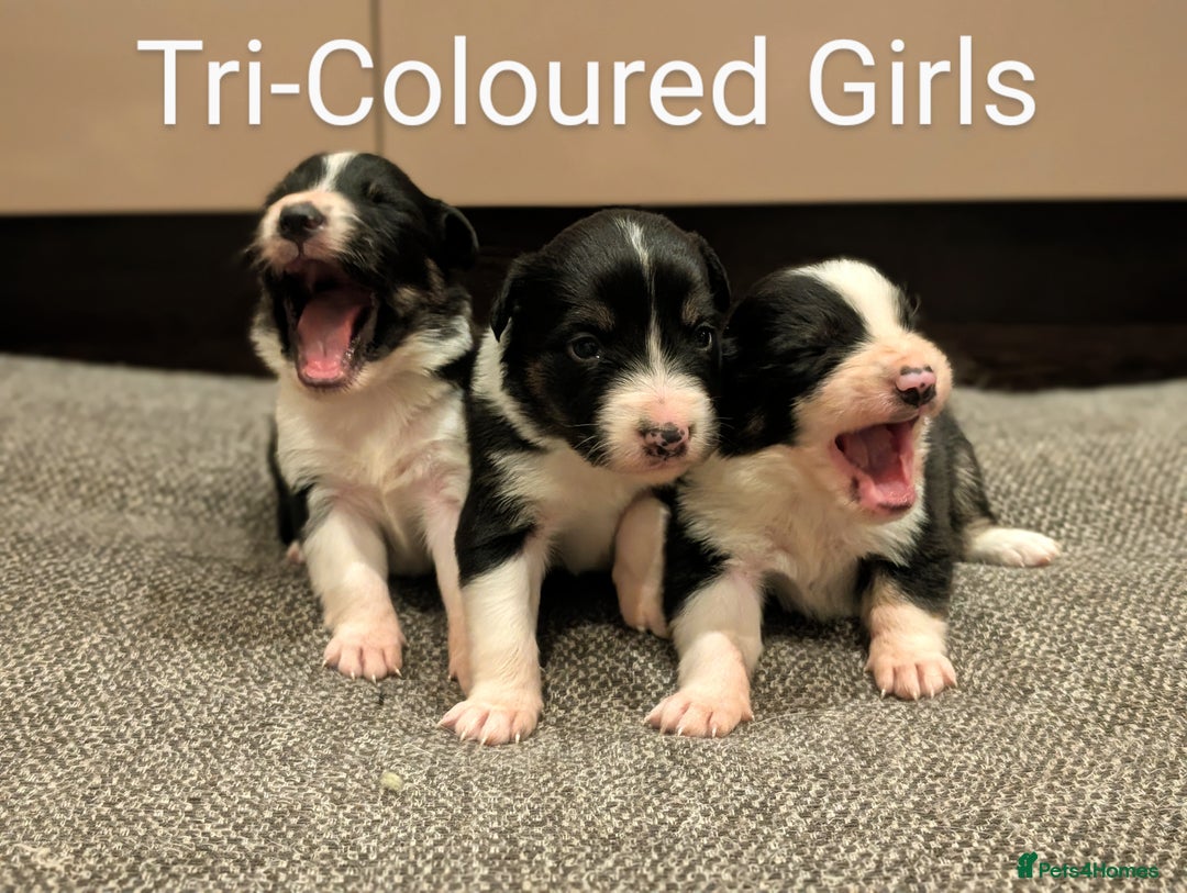 Border Collie dogs for sale: Quality Confident Border Collie Puppies - Image 2