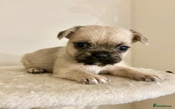 Mixed Breed dogs for sale: 3 gorgeous pups ready now - Image 8