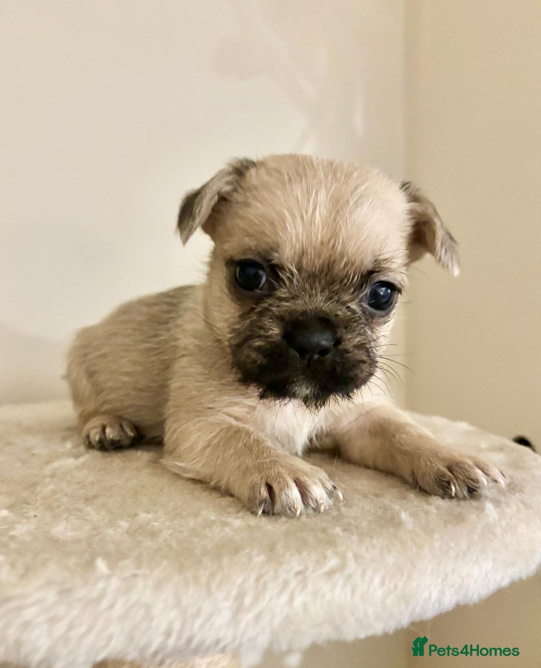 Mixed Breed dogs for sale: 3 gorgeous pups ready now - Image 8