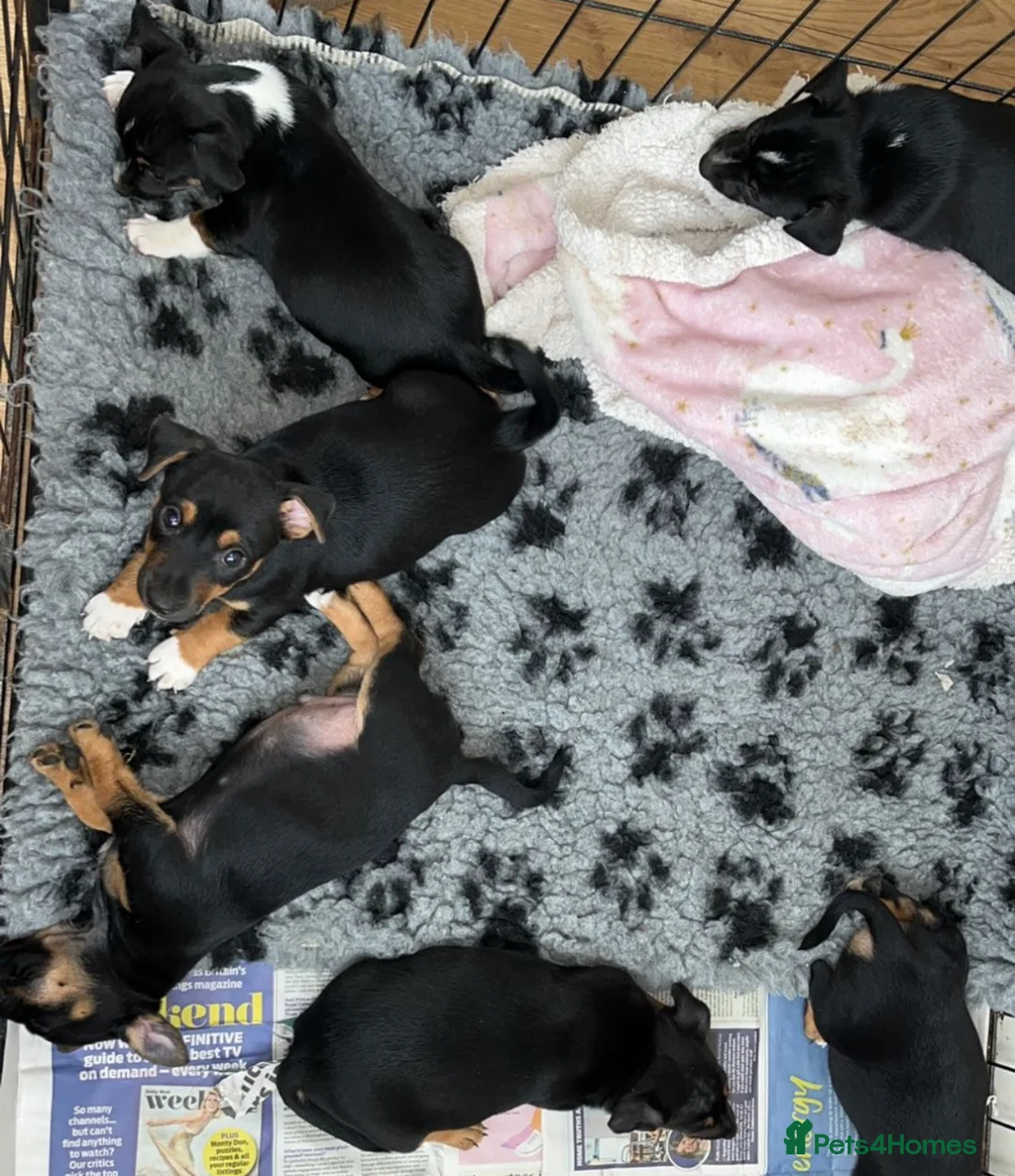 Jack Russell dogs for stud: Jack Russell for stud  - Advert 14