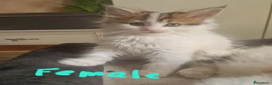 Mixed Breed Kitten 3