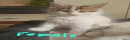 Mixed Breed cats for sale: mix Mainecoon - 1female- 1male - Advert 15