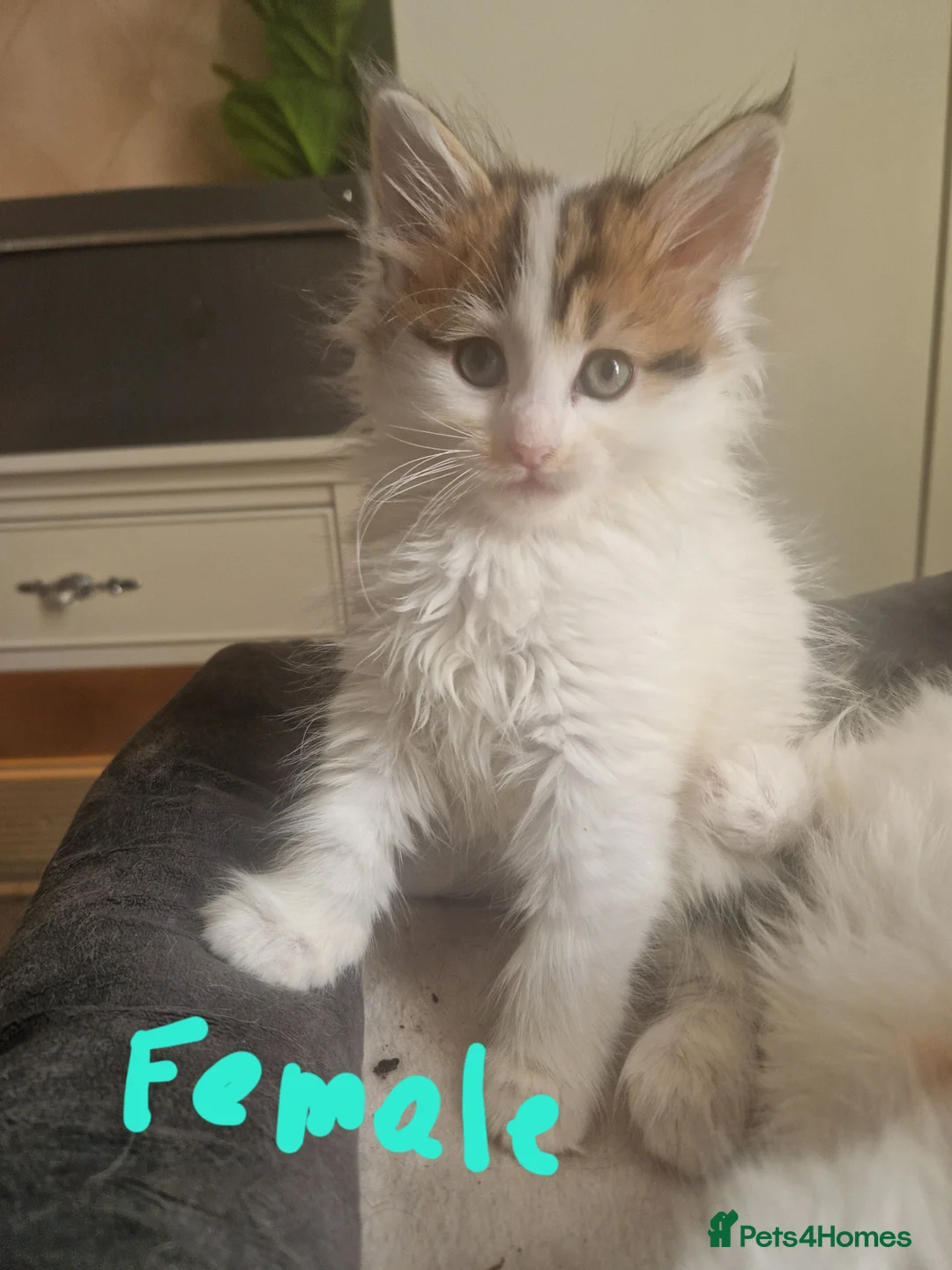 Mixed Breed cats for sale: mix Mainecoon - 1female- 1male - Advert 15