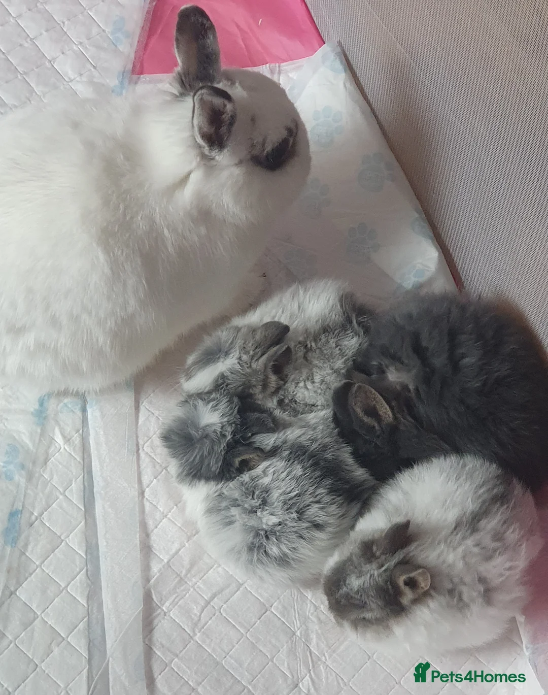 Netherland Dwarf rabbits for sale: 4 Beautiful Netherland Dwarf Buns in Pinner - Advert 7