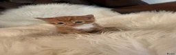 Mixed Breed cats for sale: Beautiful fluffy ginger kittens  - Advert 15