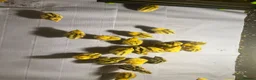 Quail poultry for sale: Quails chicks - Advert 1