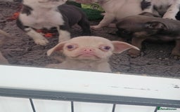 Pug dogs for sale: Stunning quality frug puppies - Image 1