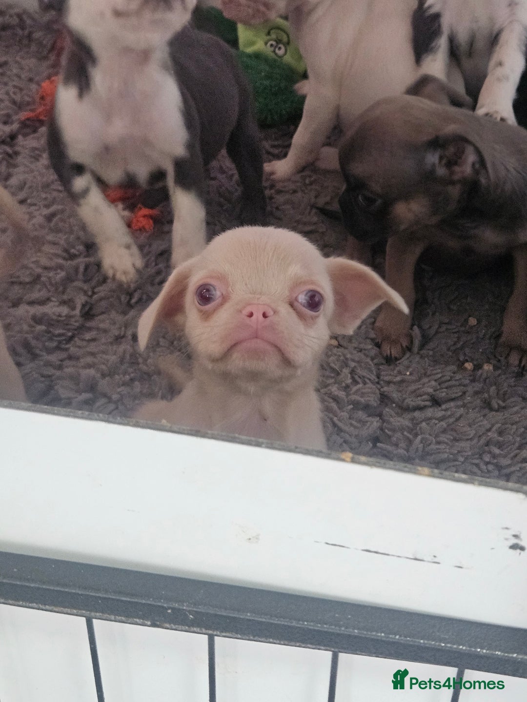 Pug dogs for sale: Stunning quality frug puppies - Image 1