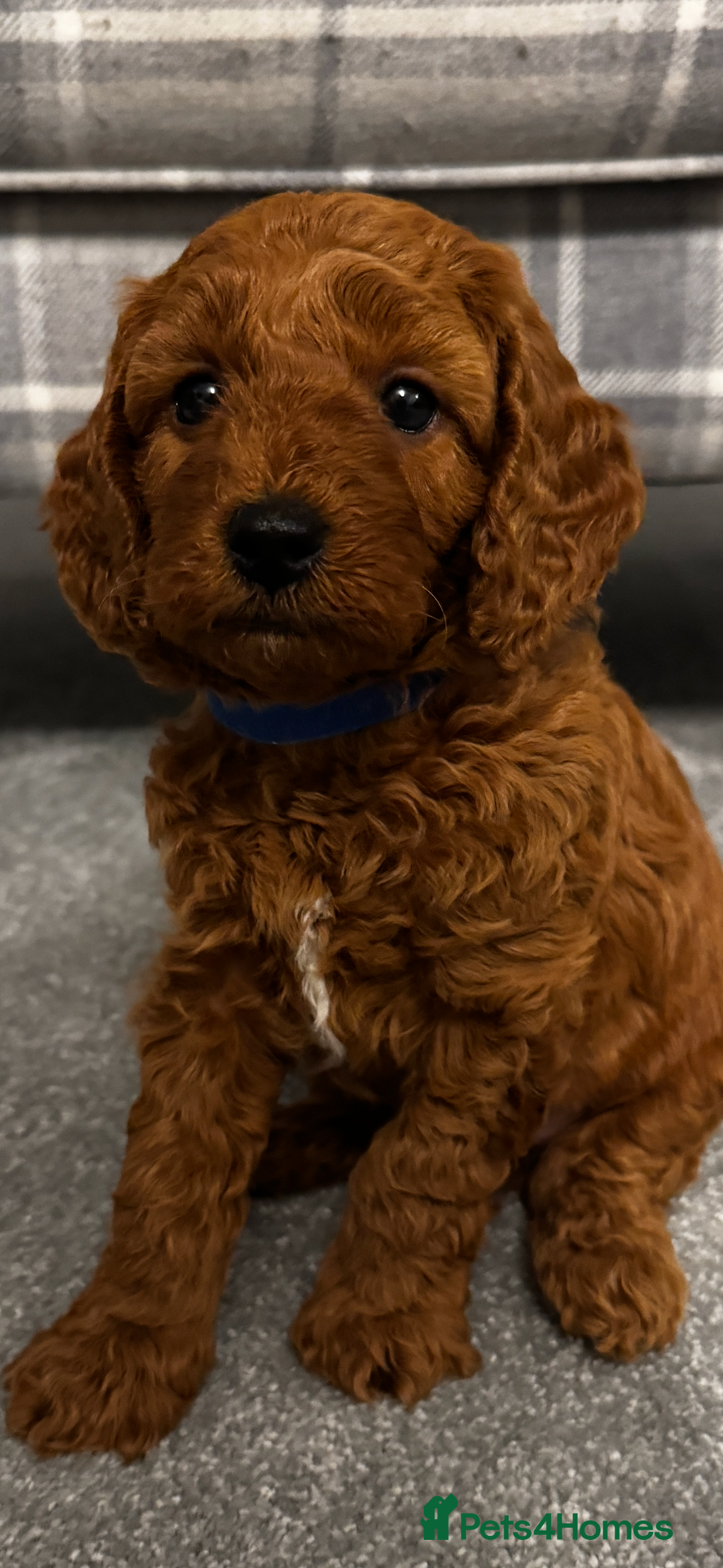 Cavapoochon dogs for sale: CAVAPOOCHON PUPPIES - ONLY 1 BOY LEFT - Advert 1