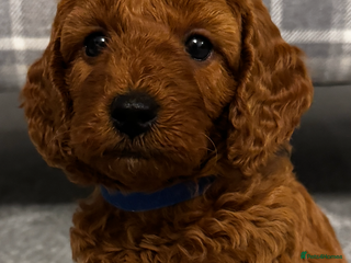 Cavapoochon dogs CAVAPOOCHON PUPPIES - ONLY 1 BOY AND 1 GIRL LEFT - Advert 7