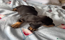 Dachshund dogs for sale: dachshund puppies - Image 4