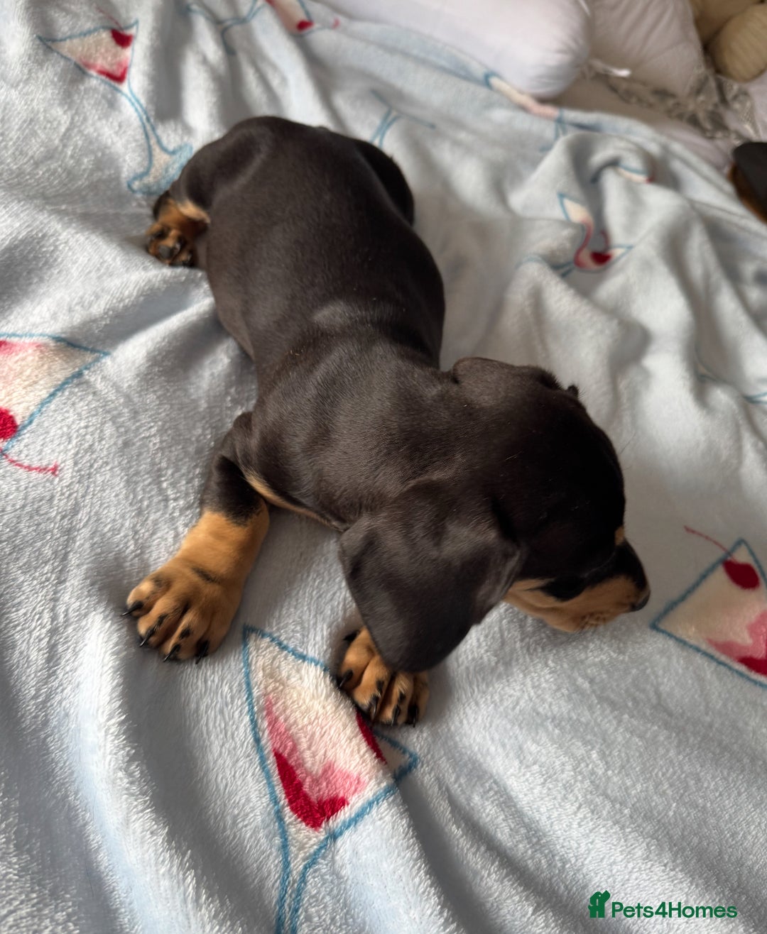 Dachshund dogs for sale: dachshund puppies - Image 4