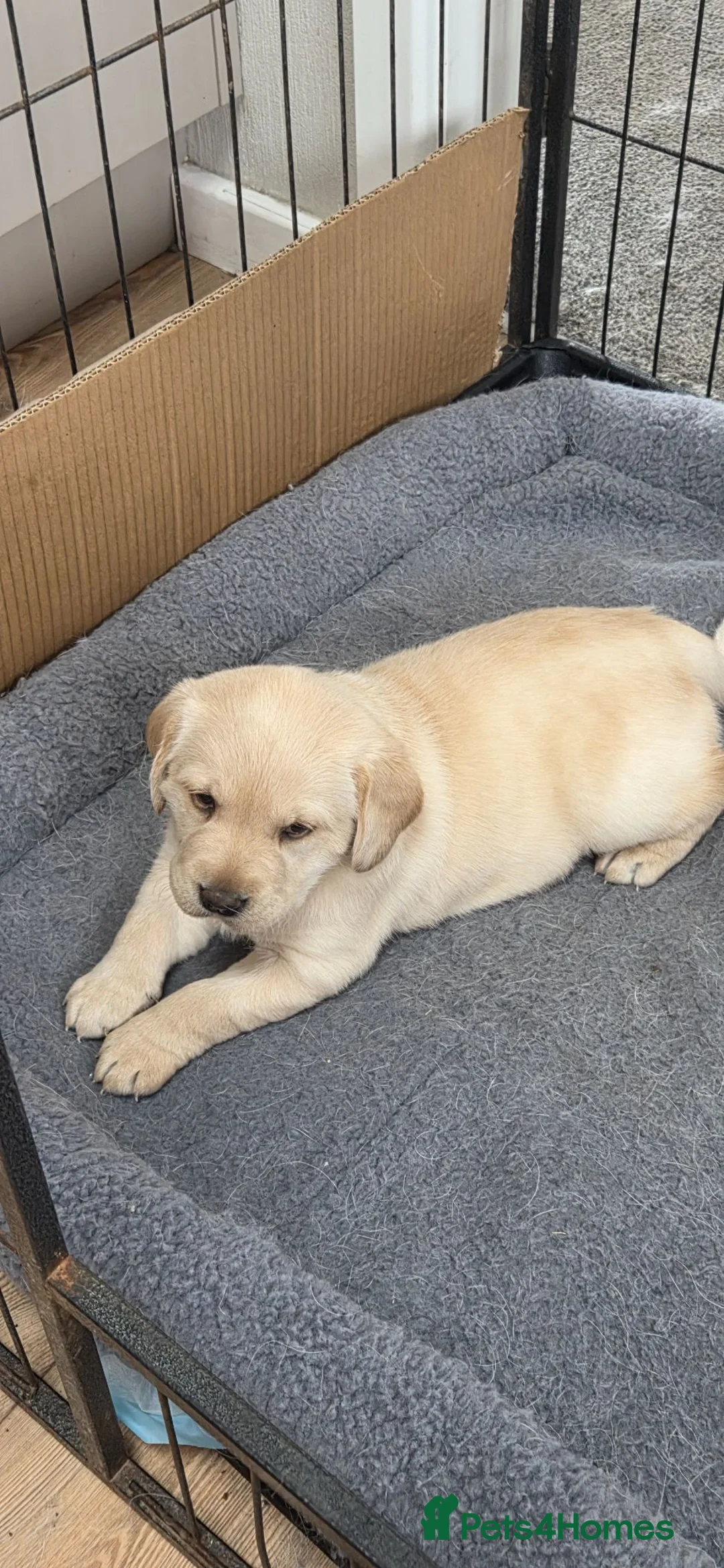 Labrador Retriever dogs for sale: Labrador puppies - Advert 6