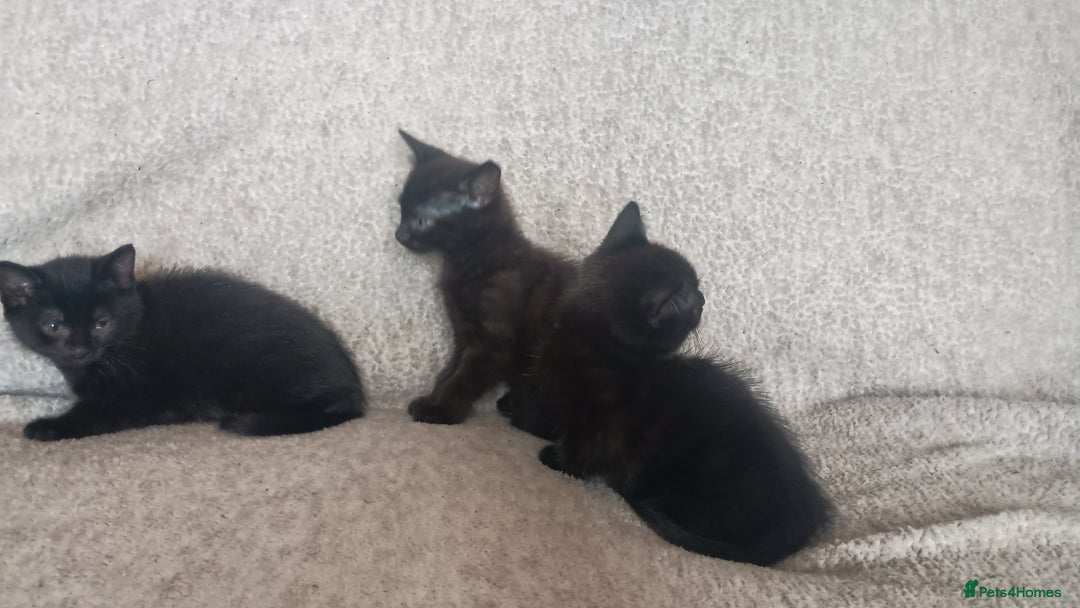 British Shorthair cats for sale: Beautiful black short haired kittens - Image 5