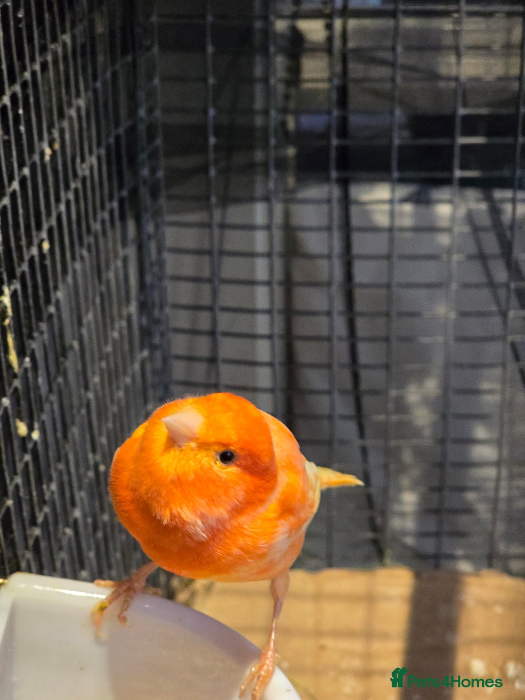 Canaries birds for sale: canaries for sale  - Advert 2