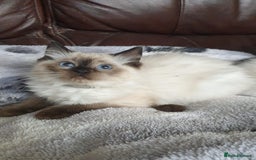 Ragdoll cats for sale: Beautiful GCCF Registered Ragdoll Kittens. - Image 12