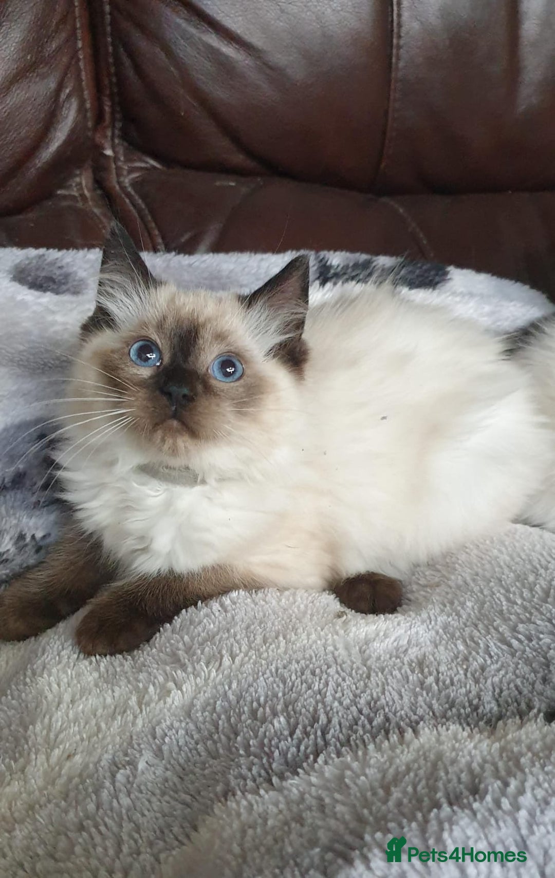 Ragdoll cats for sale: Beautiful GCCF Registered Ragdoll Kittens. - Image 12