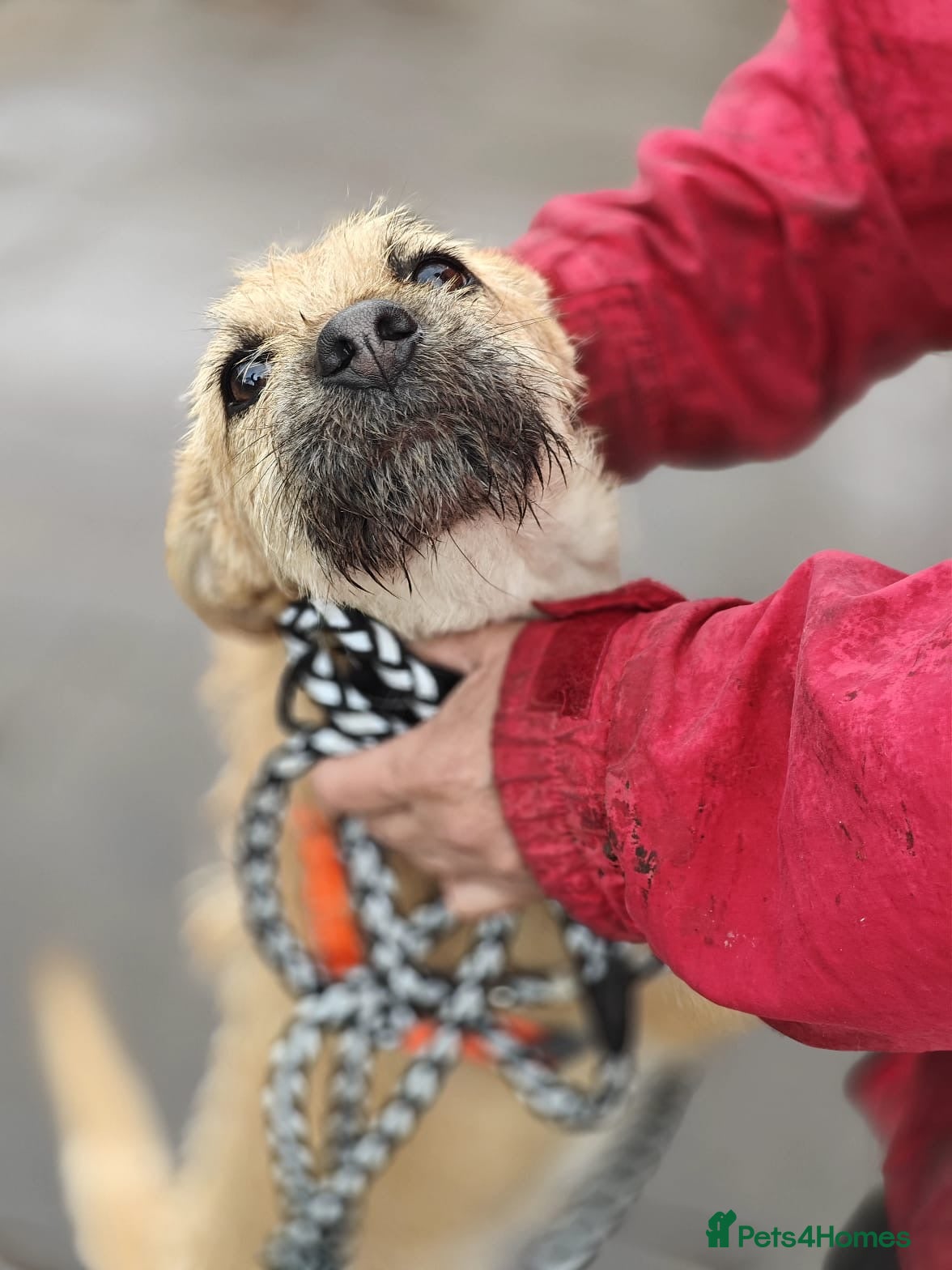 ️🐶 bekki — Mixed Breed